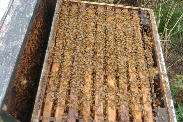 nido-al-finalizar-mielada-abejas-italianas.jpg