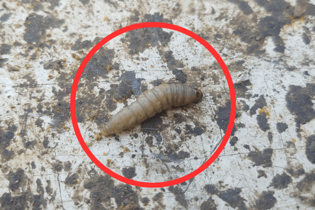 larva-de-polilla.png