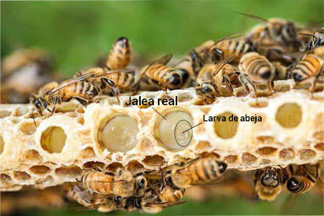 abejas-produciendo-jalea-real-para-larva-de-reina.jpg