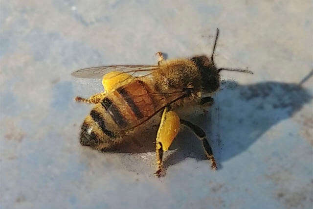 abeja-con-polen-acercada.jpg