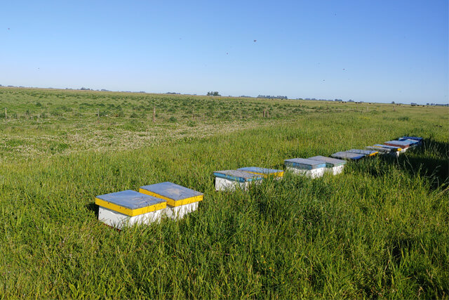 colmenas-de-abejas.jpg